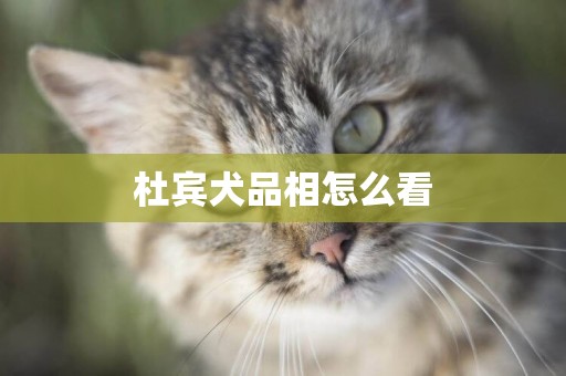 杜賓犬品相怎么看