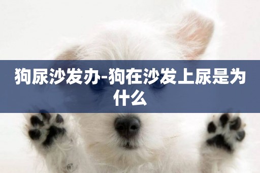 狗尿沙發辦-狗在沙發上尿是為什么