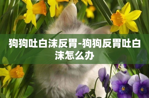 狗狗吐白沫反胃-狗狗反胃吐白沫怎么辦