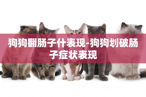 狗狗翻腸子什表現-狗狗劃破腸子癥狀表現