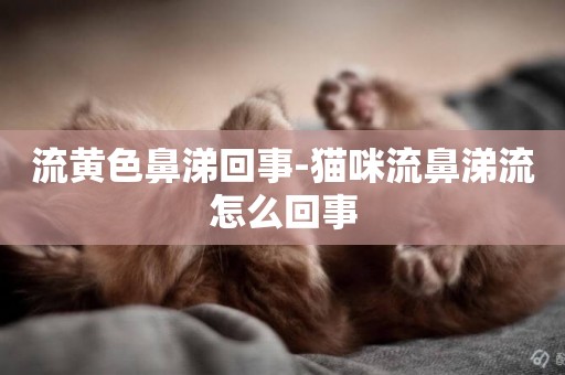 流黃色鼻涕回事-貓咪流鼻涕流怎么回事