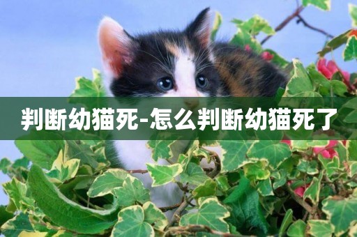判斷幼貓死-怎么判斷幼貓死了