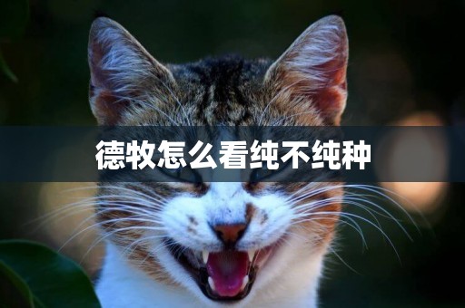 德牧怎么看純不純種