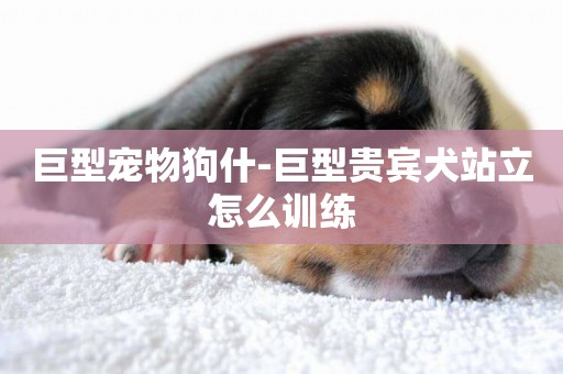 巨型寵物狗什-巨型貴賓犬站立怎么訓練