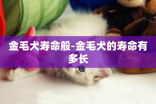 金毛犬壽命般-金毛犬的壽命有多長