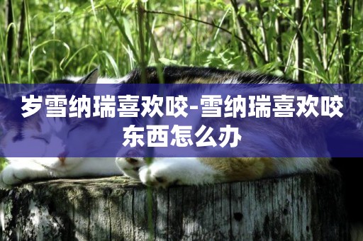 歲雪納瑞喜歡咬-雪納瑞喜歡咬東西怎么辦