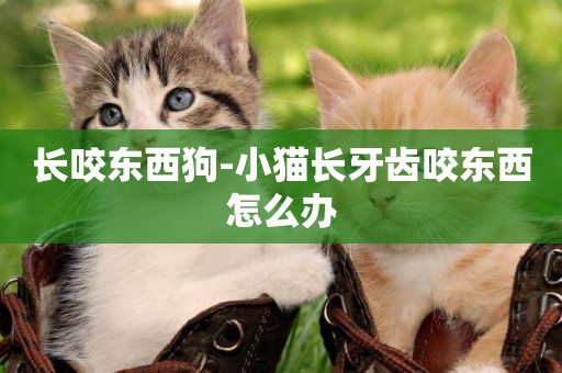 長咬東西狗-小貓長牙齒咬東西怎么辦