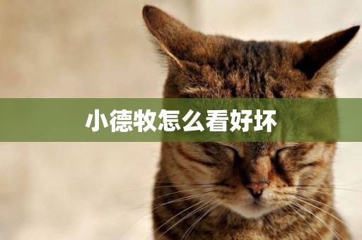 小德牧怎么看好壞