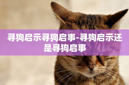 尋狗啟示尋狗啟事-尋狗啟示還是尋狗啟事