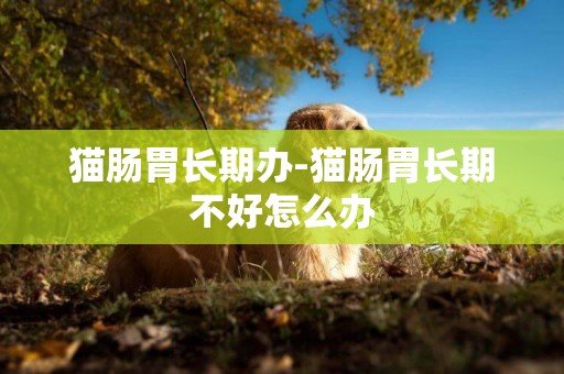 貓腸胃長期辦-貓腸胃長期不好怎么辦