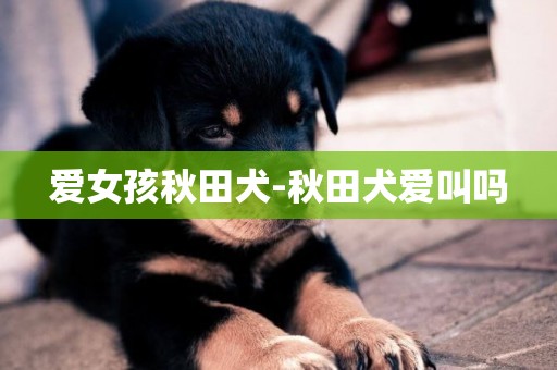 愛女孩秋田犬-秋田犬愛叫嗎