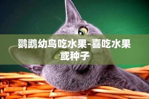 鸚鵡幼鳥吃水果-喜吃水果或種子