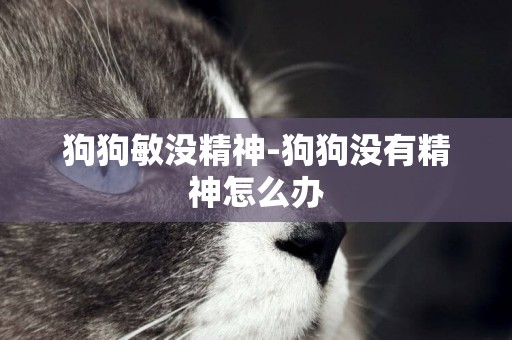 狗狗敏沒精神-狗狗沒有精神怎么辦