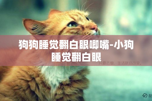 狗狗睡覺翻白眼唧嘴-小狗睡覺翻白眼