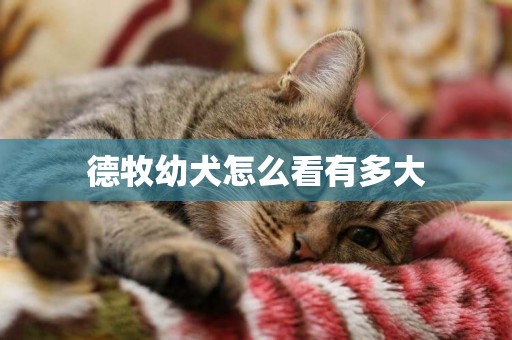 德牧幼犬怎么看有多大