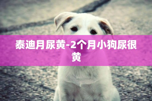 泰迪月尿黃-2個月小狗尿很黃