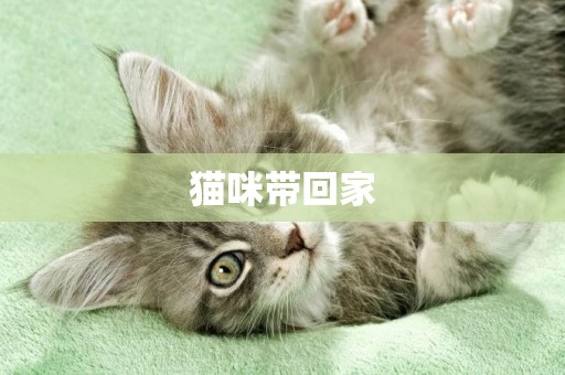 貓咪帶回家