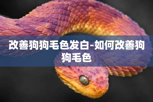 改善狗狗毛色發白-如何改善狗狗毛色
