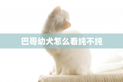 巴哥幼犬怎么看純不純