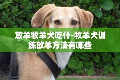放羊牧羊犬吃什-牧羊犬訓練放羊方法有哪些