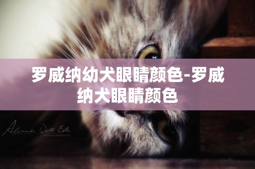 羅威納幼犬眼睛顏色-羅威納犬眼睛顏色