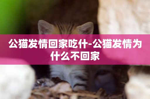 公貓發情回家吃什-公貓發情為什么不回家