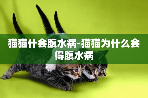 貓貓什會腹水病-貓貓為什么會得腹水病