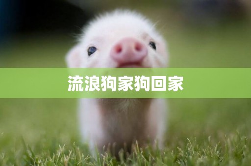 流浪狗家狗回家