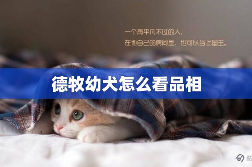 德牧幼犬怎么看品相