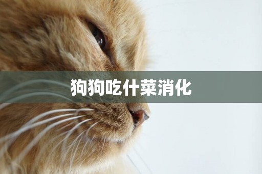 狗狗吃什菜消化