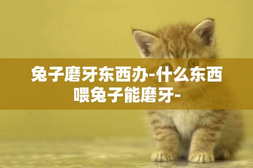 兔子磨牙東西辦-什么東西喂兔子能磨牙-