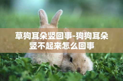 草狗耳朵豎回事-狗狗耳朵豎不起來怎么回事