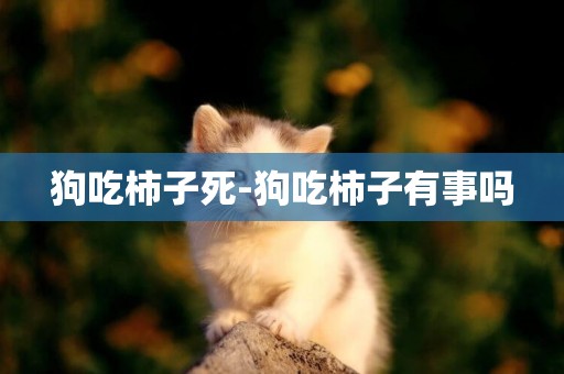 狗吃柿子死-狗吃柿子有事嗎
