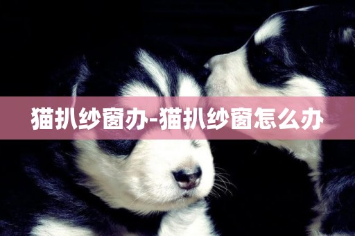 貓扒紗窗辦-貓扒紗窗怎么辦