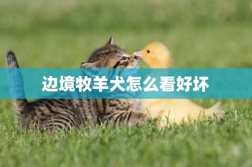 邊境牧羊犬怎么看好壞