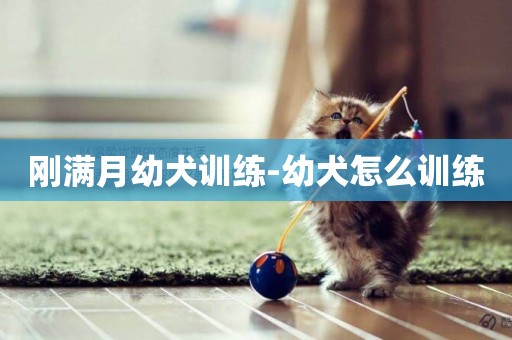 剛滿月幼犬訓練-幼犬怎么訓練