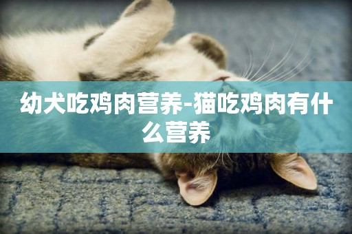 幼犬吃雞肉營養-貓吃雞肉有什么營養
