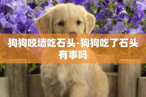 狗狗咬墻吃石頭-狗狗吃了石頭有事嗎