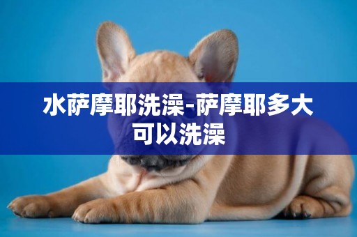 水薩摩耶洗澡-薩摩耶多大可以洗澡
