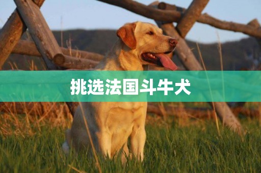 挑選法國斗牛犬