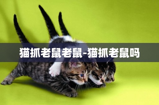 貓抓老鼠老鼠-貓抓老鼠嗎