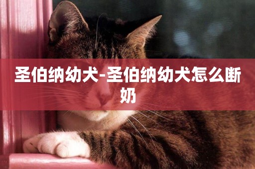 圣伯納幼犬-圣伯納幼犬怎么斷奶