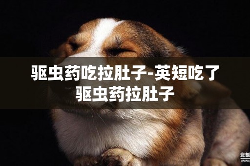 驅蟲藥吃拉肚子-英短吃了驅蟲藥拉肚子