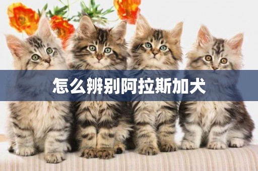 怎么辨別阿拉斯加犬
