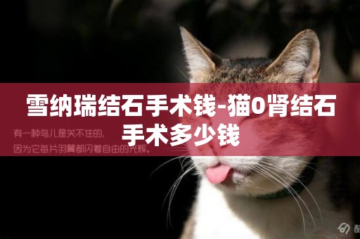 雪納瑞結石手術錢-貓0腎結石手術多少錢