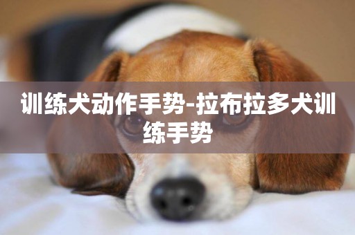 訓練犬動作手勢-拉布拉多犬訓練手勢