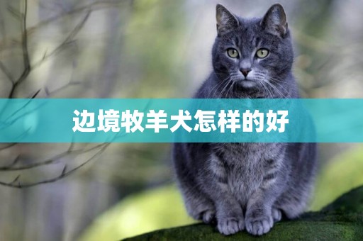 邊境牧羊犬怎樣的好