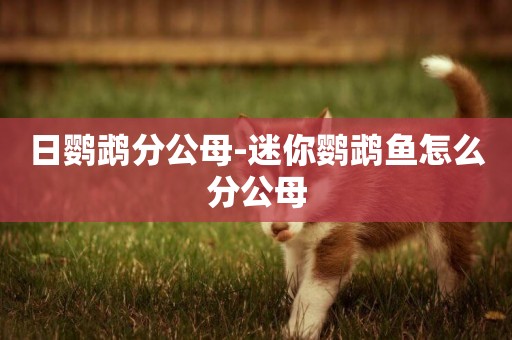 日鸚鵡分公母-迷你鸚鵡魚怎么分公母