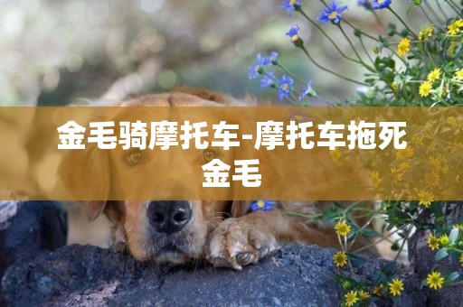 金毛騎摩托車-摩托車拖死金毛
