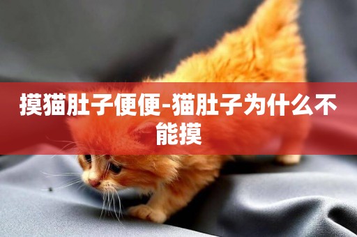 摸貓肚子便便-貓肚子為什么不能摸